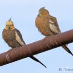 Cockatiels (Nymphicus hollandicus)