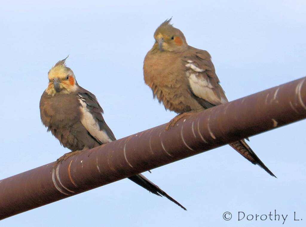 Cockatiels (Nymphicus hollandicus)