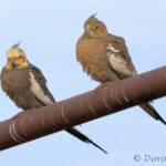 Cockatiels (Nymphicus hollandicus)
