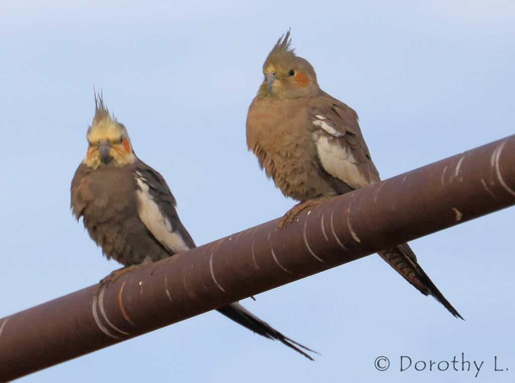 Cockatiels (Nymphicus hollandicus)