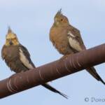 Cockatiels (Nymphicus hollandicus)