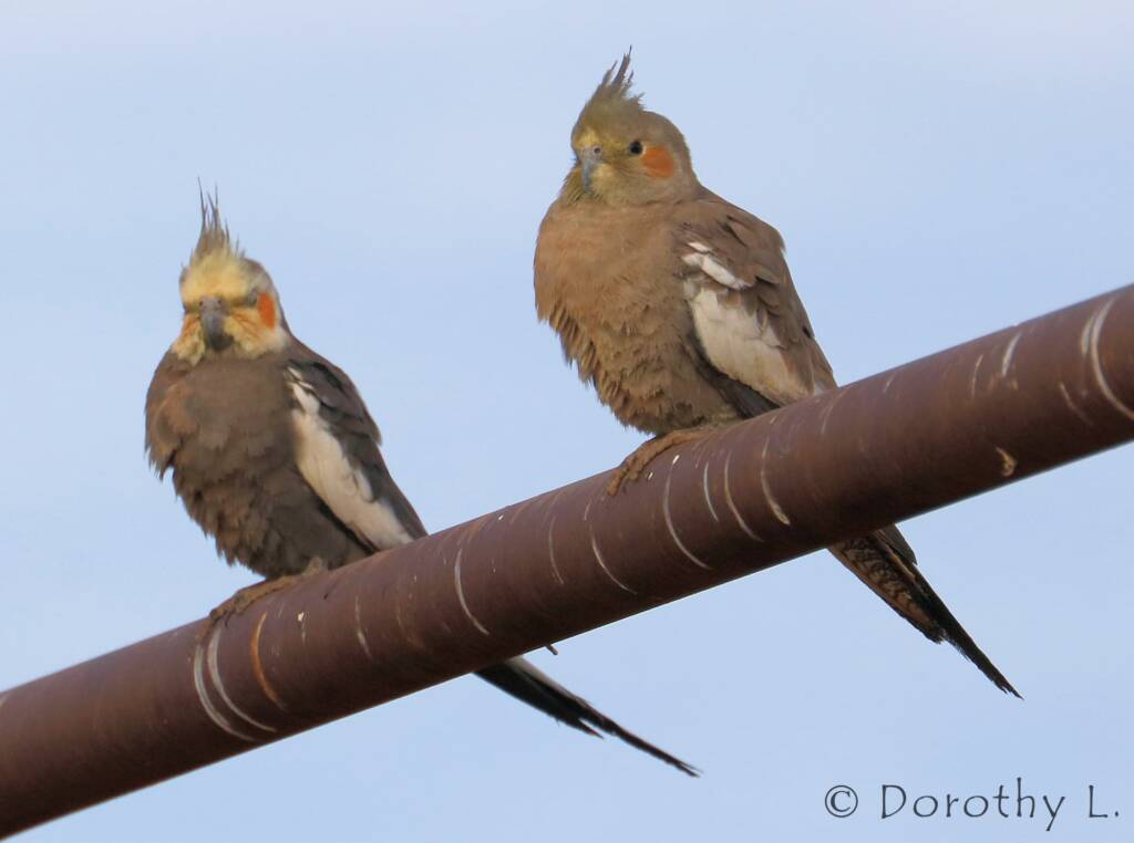 Cockatiels (Nymphicus hollandicus)