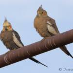 Cockatiels (Nymphicus hollandicus)