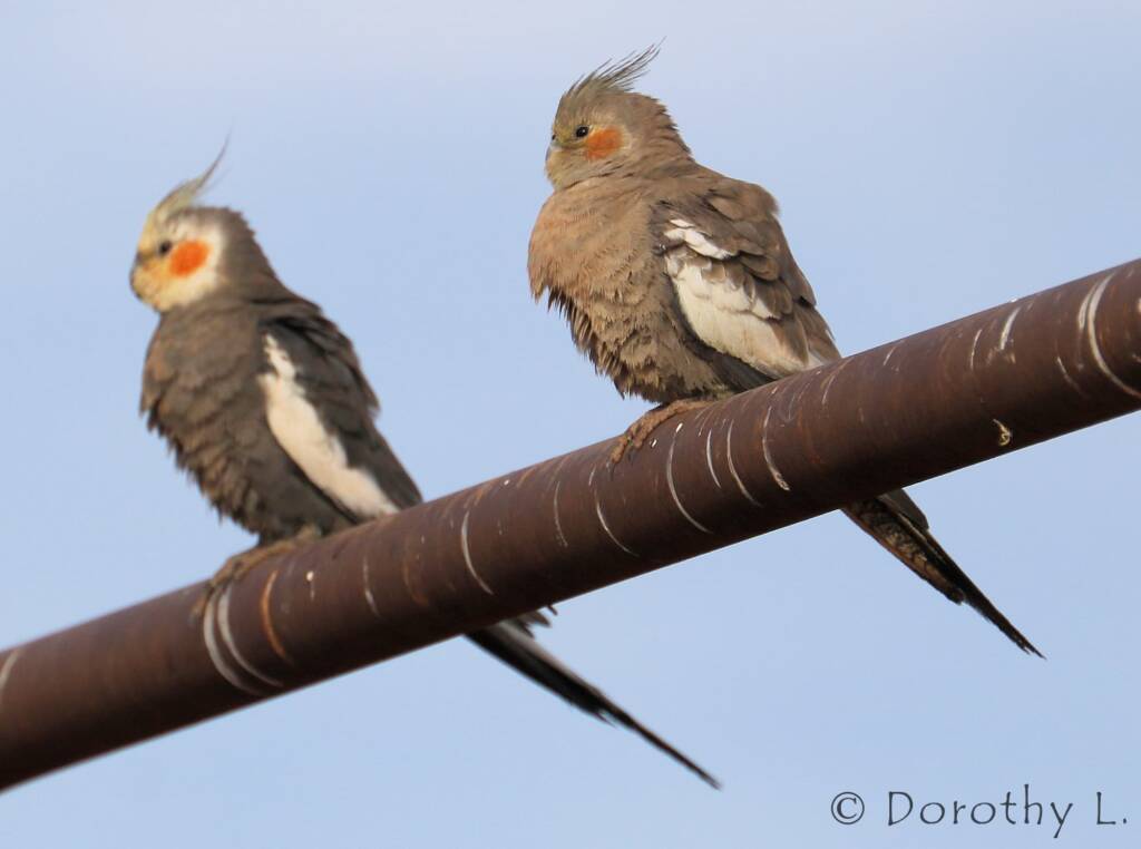 Cockatiels (Nymphicus hollandicus)