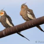 Cockatiels (Nymphicus hollandicus)