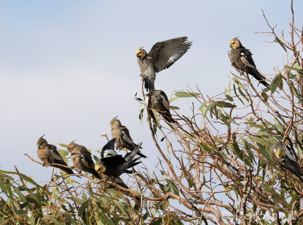 Cockatiels (Nymphicus hollandicus)