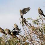 Cockatiels (Nymphicus hollandicus)