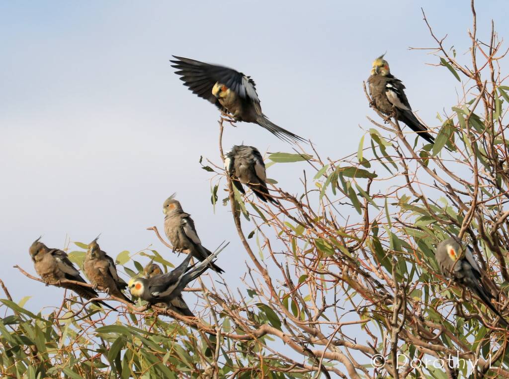 Cockatiels (Nymphicus hollandicus)