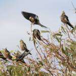 Cockatiels (Nymphicus hollandicus)