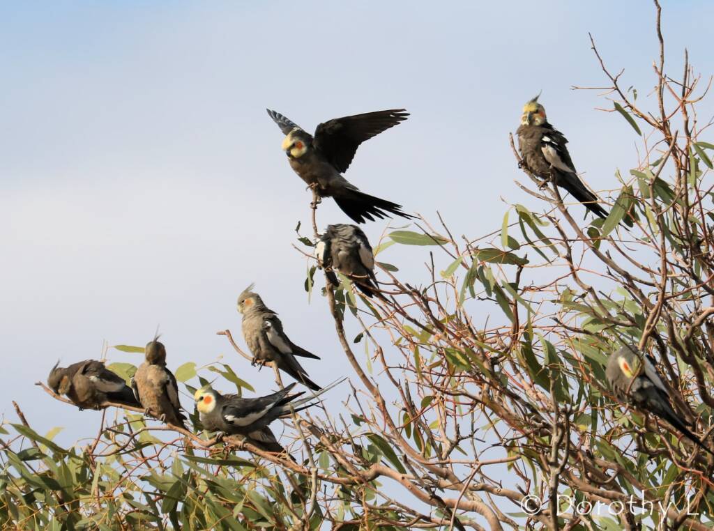Cockatiels (Nymphicus hollandicus)
