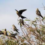 Cockatiels (Nymphicus hollandicus)
