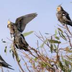 Cockatiels (Nymphicus hollandicus)