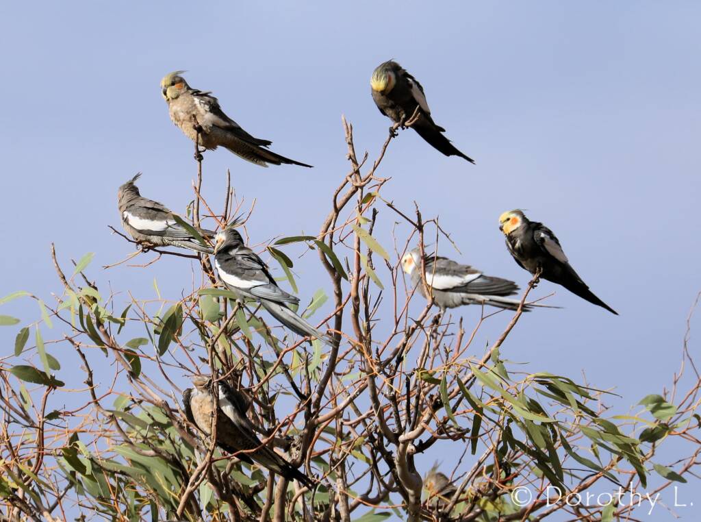 Cockatiels (Nymphicus hollandicus)