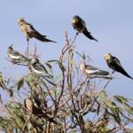 Cockatiels (Nymphicus hollandicus)
