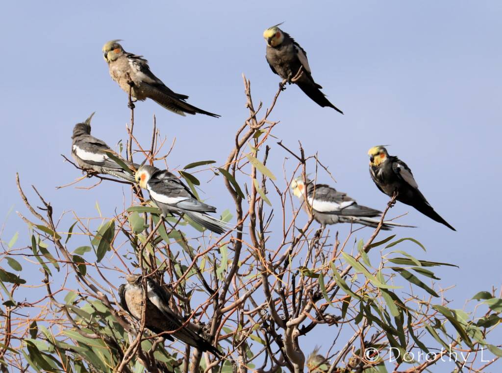 Cockatiels (Nymphicus hollandicus)
