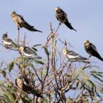 Cockatiels (Nymphicus hollandicus)