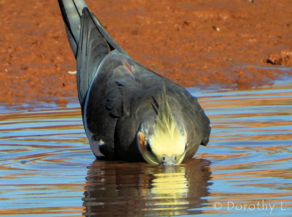 Cockatiel (Nymphicus hollandicus)