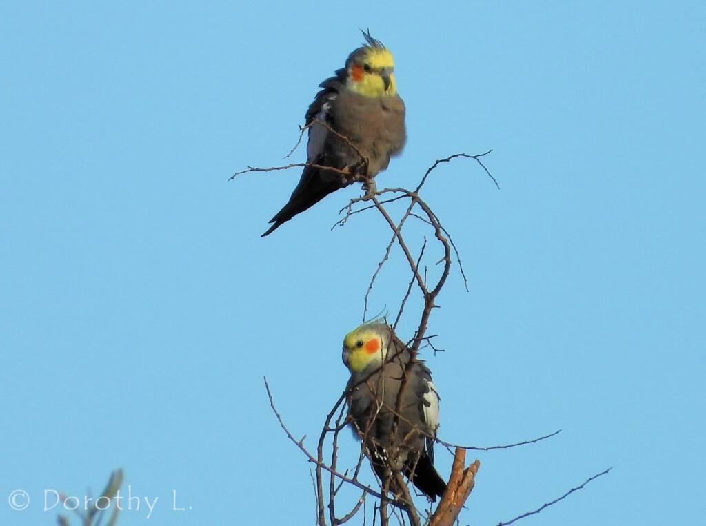 Cockatiel (Nymphicus hollandicus)