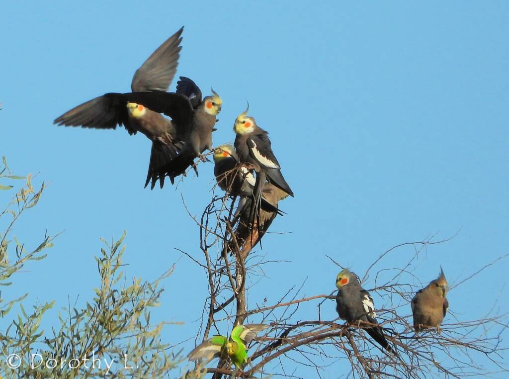 Cockatiel (Nymphicus hollandicus)