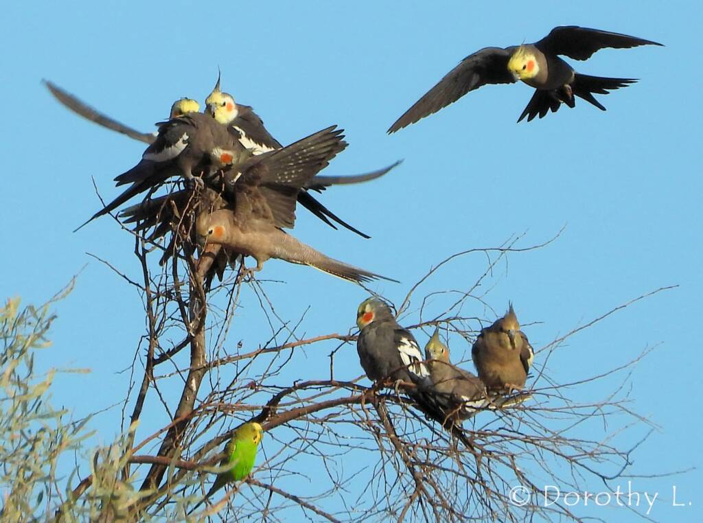 Cockatiel (Nymphicus hollandicus)