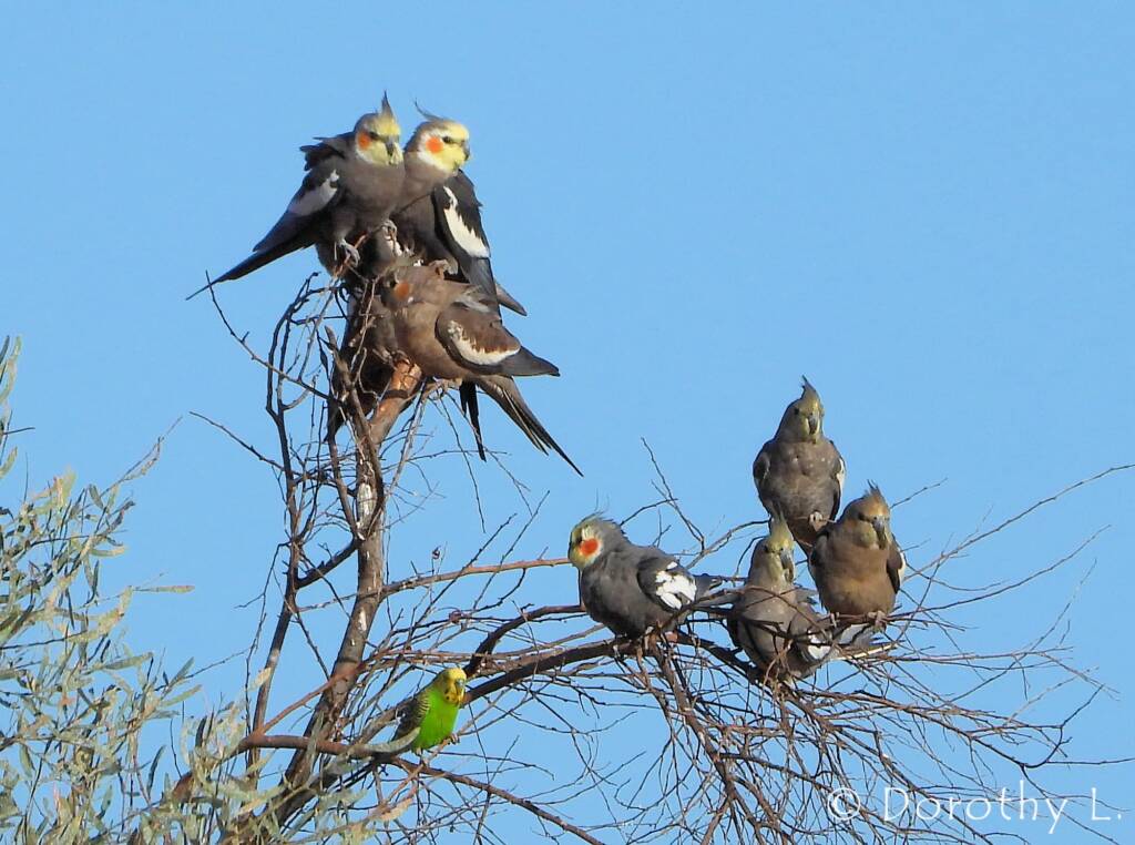 Cockatiel (Nymphicus hollandicus)