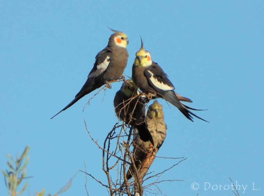 Cockatiel (Nymphicus hollandicus)