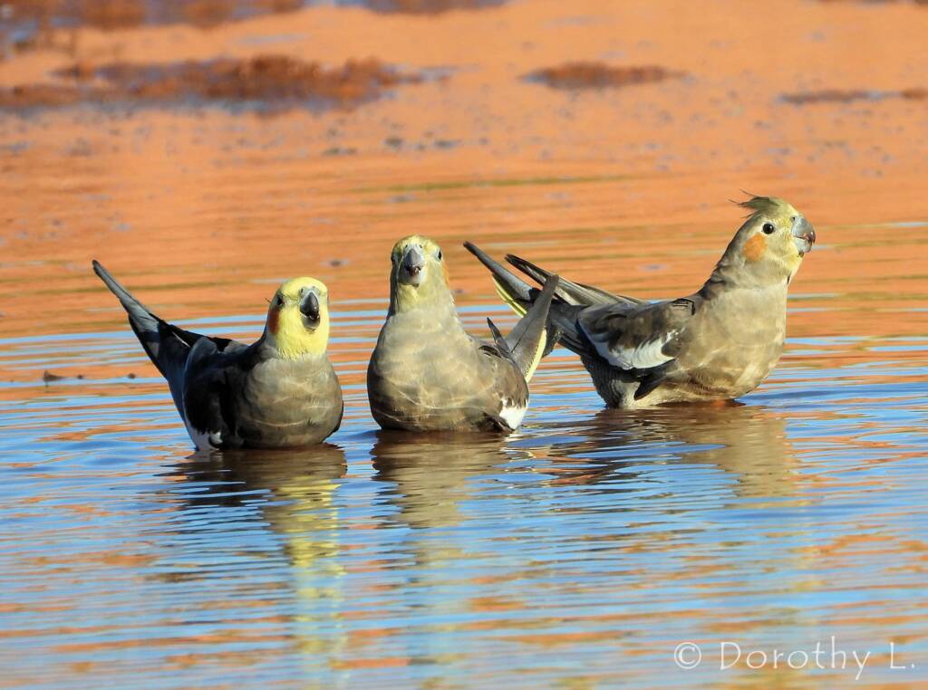 Cockatiel (Nymphicus hollandicus)