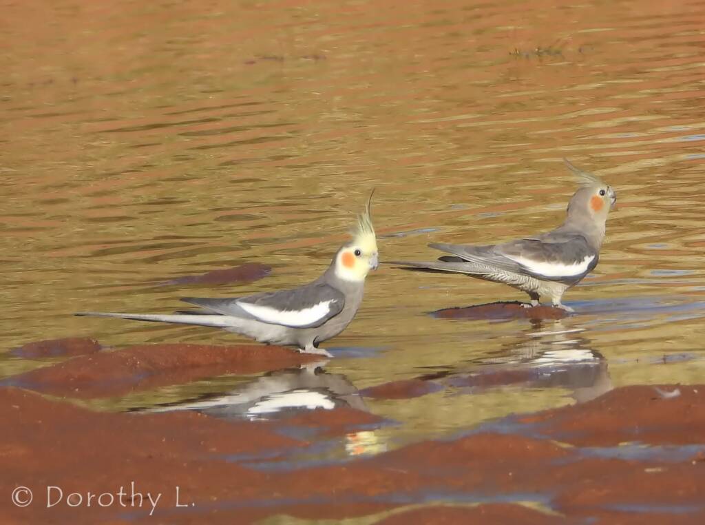 Cockatiel (Nymphicus hollandicus)