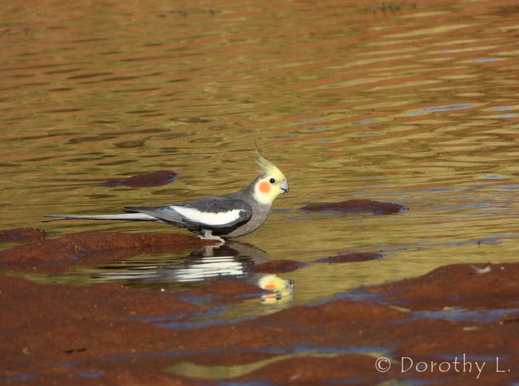 Cockatiel (Nymphicus hollandicus)