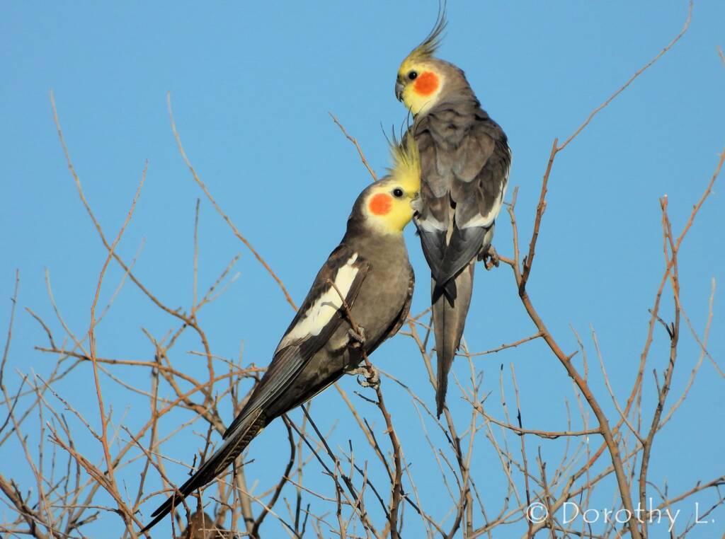 Cockatiel (Nymphicus hollandicus)