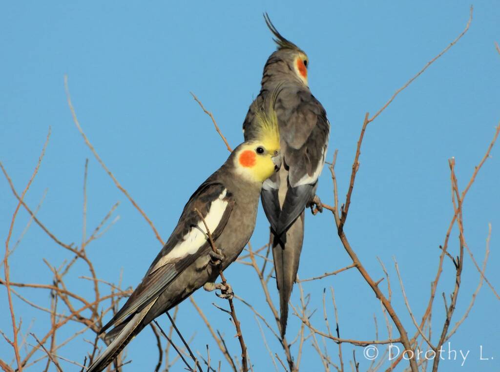 Cockatiel (Nymphicus hollandicus)