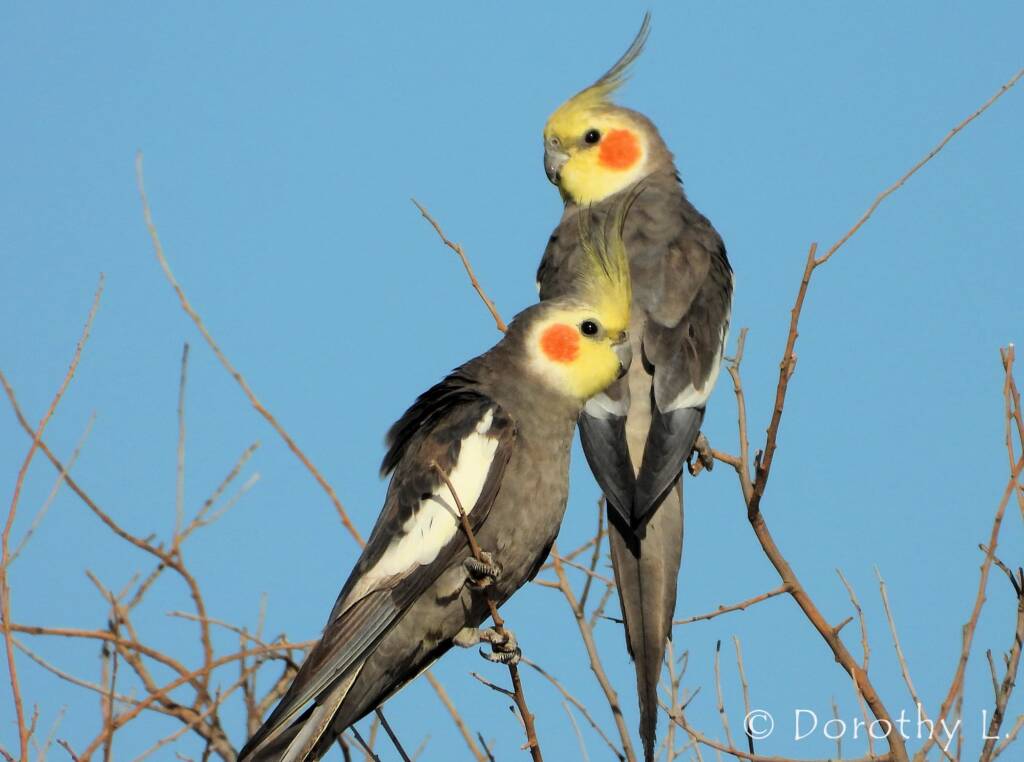 Cockatiel (Nymphicus hollandicus)