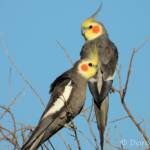 Cockatiel (Nymphicus hollandicus)