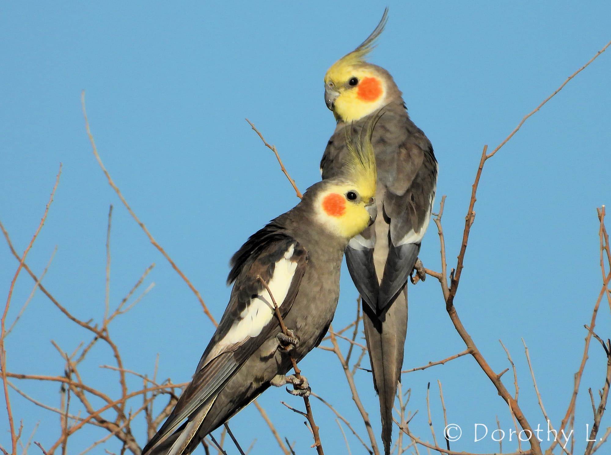 Cockatiel (Nymphicus hollandicus)