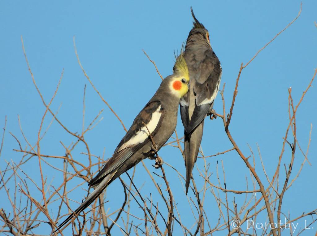 Cockatiel (Nymphicus hollandicus)