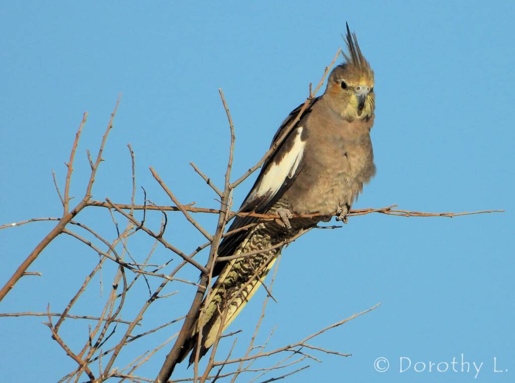 Cockatiel (Nymphicus hollandicus)