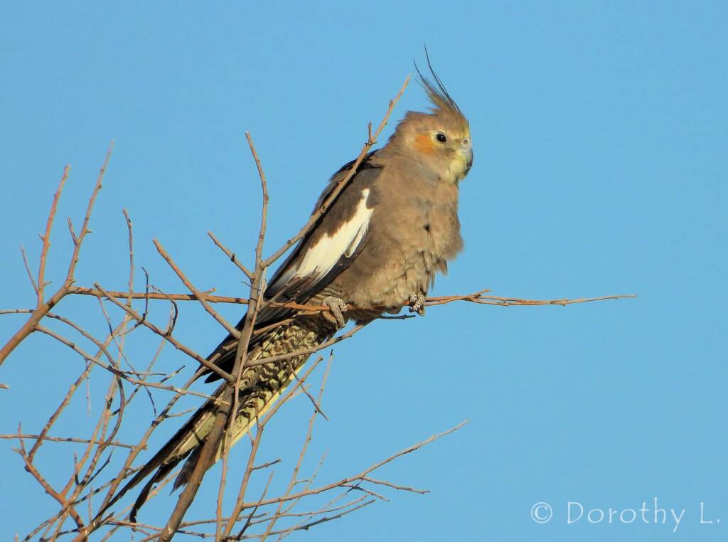Cockatiel (Nymphicus hollandicus)