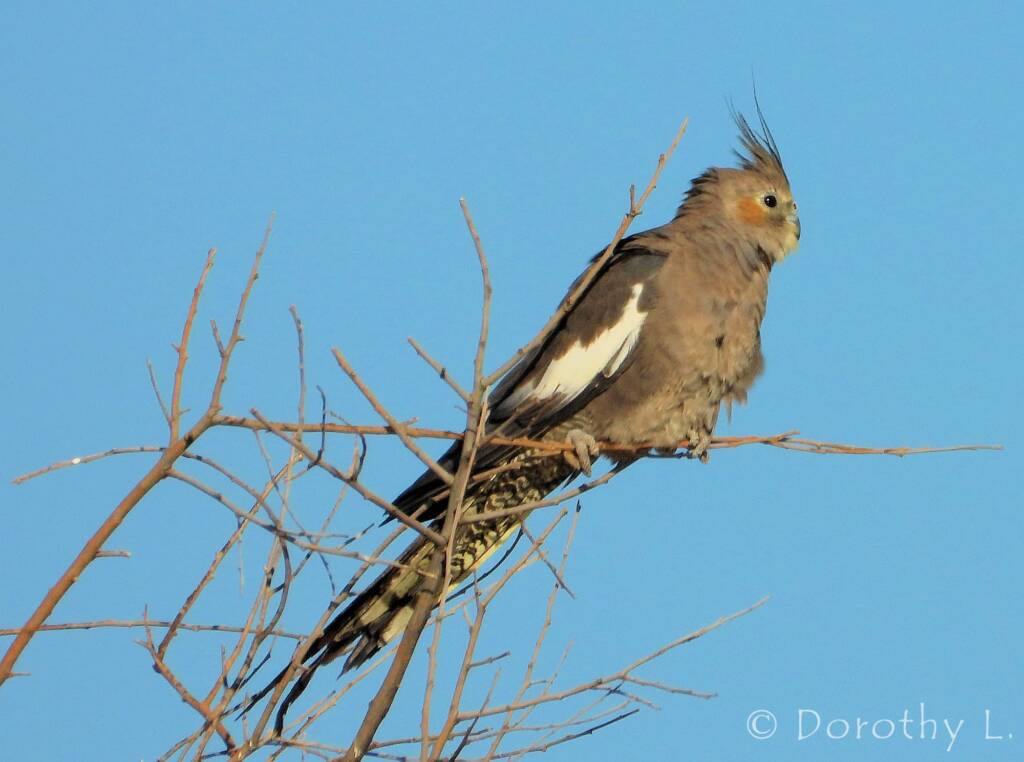 Cockatiel (Nymphicus hollandicus)