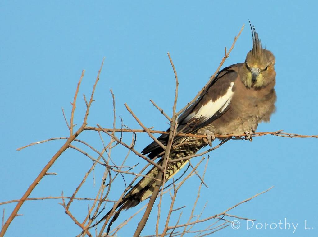 Cockatiel (Nymphicus hollandicus)