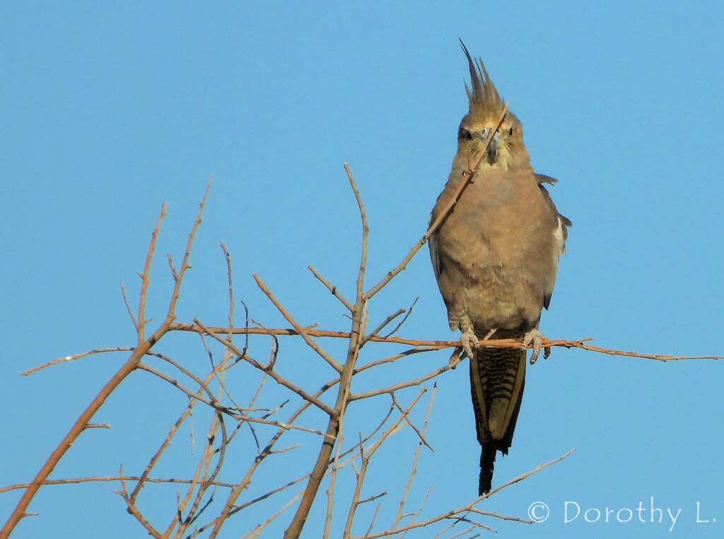 Cockatiel (Nymphicus hollandicus)