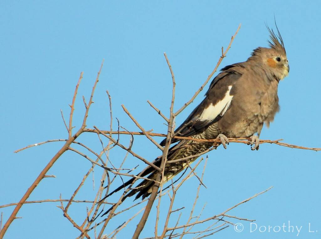 Cockatiel (Nymphicus hollandicus)