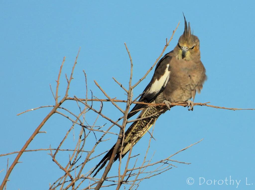 Cockatiel (Nymphicus hollandicus)