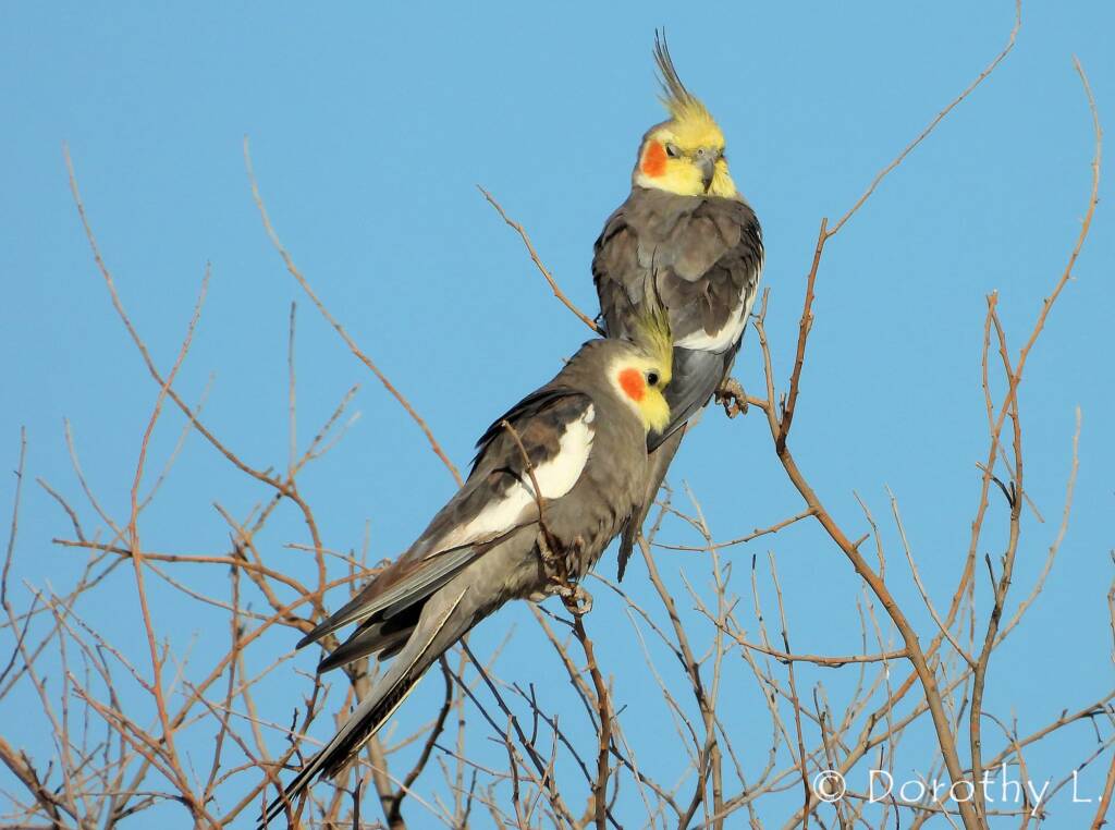Cockatiel (Nymphicus hollandicus)