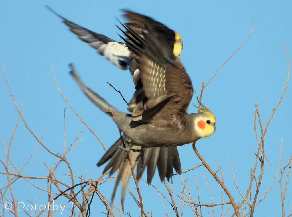 Cockatiel (Nymphicus hollandicus)