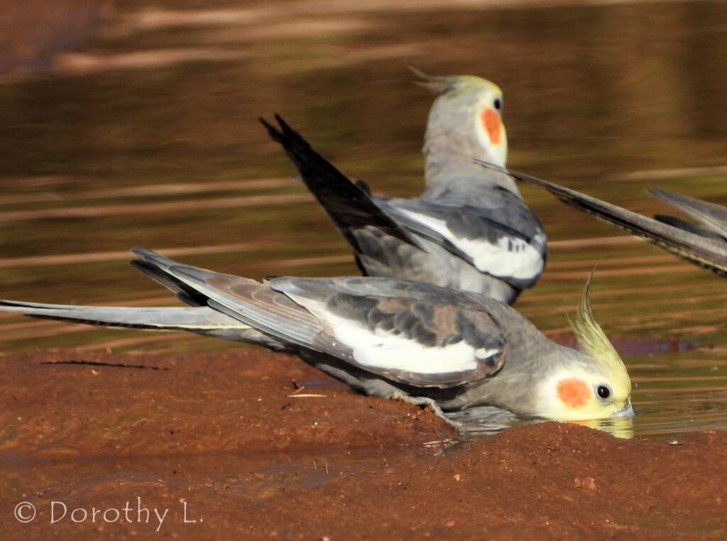 Cockatiel (Nymphicus hollandicus)