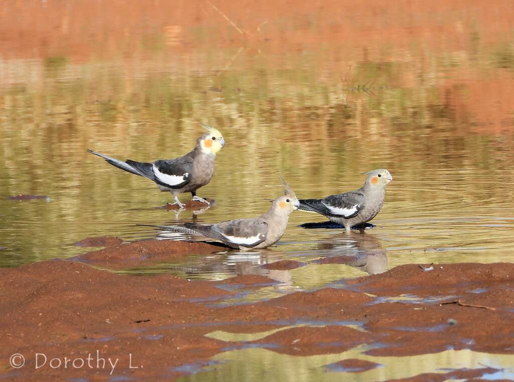 Cockatiel (Nymphicus hollandicus)