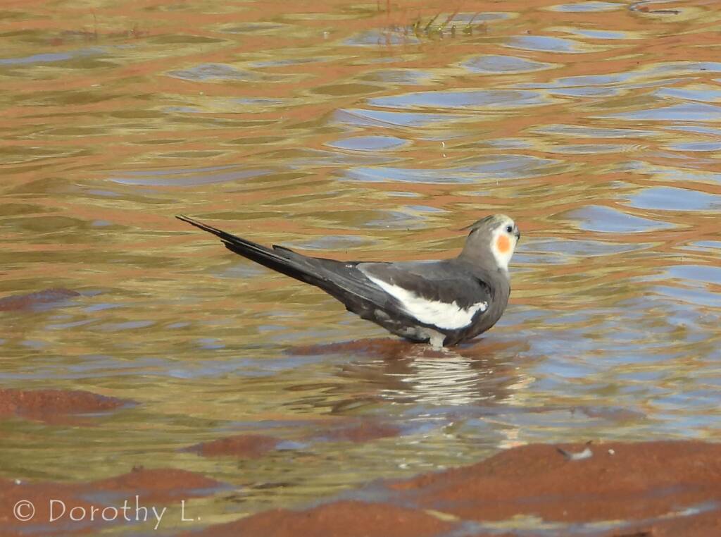 Cockatiel (Nymphicus hollandicus)