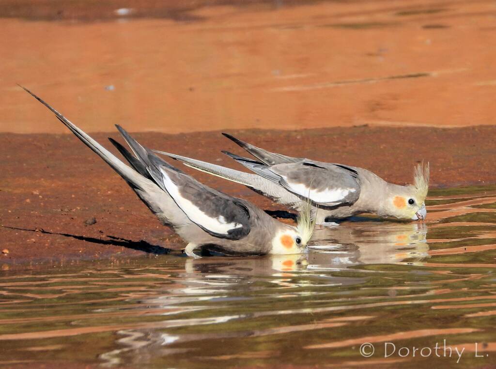 Cockatiel (Nymphicus hollandicus)