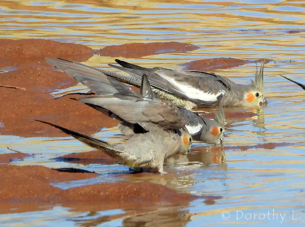 Cockatiel (Nymphicus hollandicus)