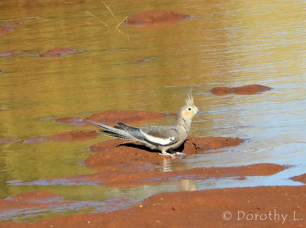 Cockatiel (Nymphicus hollandicus), Kunoth Bore, NT